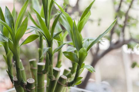 家裡擺花 風水|風水植物｜不只富貴竹！7款招財/招桃花植物推介+不可不知風水 